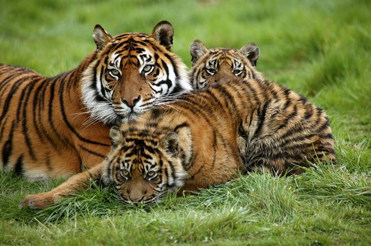 Sumatran Tiger, panthera tigris sumatrae, Mother with Cub
