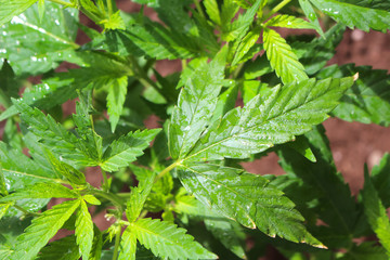 Marijuana plant growing after a rainfall