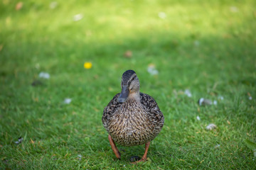 mallard duck, Anas platyrhynchos, close up walking on grass.