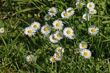 Daisies, bellis perennis, Normandy © slowmotiongli