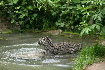Fishing Cat, prionailurus viverrinus, Adult standing in Water, Fishing, with Fish in Mouth