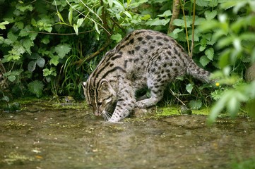 Fishing Cat, prionailurus viverrinus, Adult standing in Water, Fishing