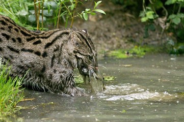 Fishing Cat, prionailurus viverrinus, Adult standing in Water, Fishing, with Fish in Mouth