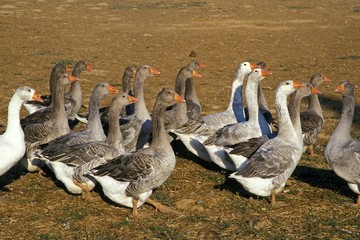 Toulouse Goose, Breed producing Pate de Foie Gras in France
