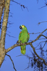 Blue-Fronted Amazon Parrot or Turquoise-Fronted Amazon Parrot, amazona aestiva, Adult standing on Branch, Pantanal in Brazil