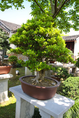 Very old Bonsai tree in garden in Shanghai, China