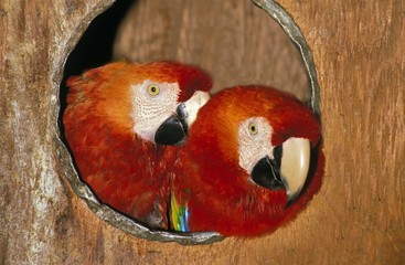 Red-and-Green Macaw, ara chloroptera, Captive Pair standing in Nest © slowmotiongli