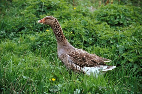 Toulouse Goose, Breed producing Pate de Foie Gras in France