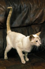 Siamese Domestic Cat