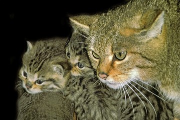 European Wildcat, felis silvestris, Mother with Kitten