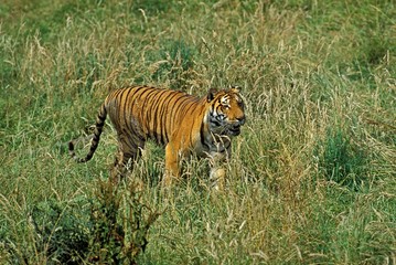 Fototapeta na wymiar Bengal Tiger, panthera tigris tigris, Adult standing in Long Grass