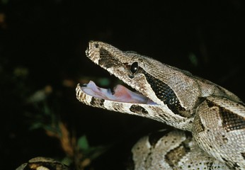 Boa Constrictor, boa constrictor, Adult in Defensive Posture
