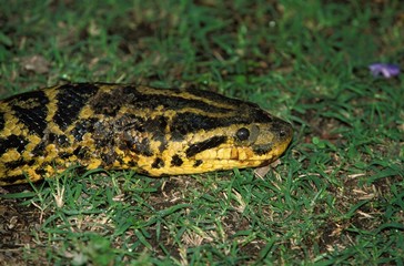 Green anaconda, eunectes murinus, Close up of Head, Pantanal in Brazil