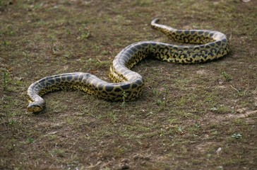 Green anaconda, eunectes murinus, Pantanal in Brazil