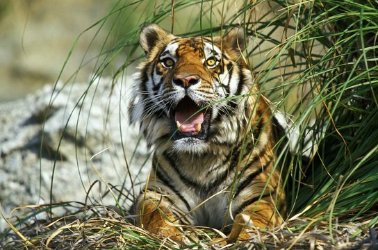 Bengal Tiger, panthera tigris tigris, Adult with Open Mouth