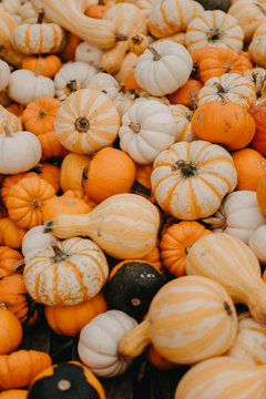 Pumpkins at a farm