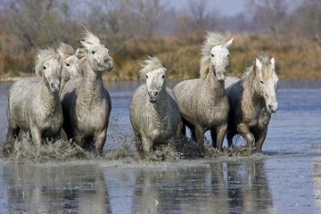 Camargue Horse, Herd standing in Swamp, Camargue in the South of France