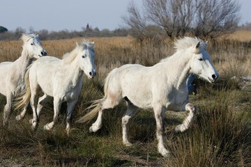 Camargue Horse Galloping on Beach, Group standing in Swamp, Camargue in the South of France