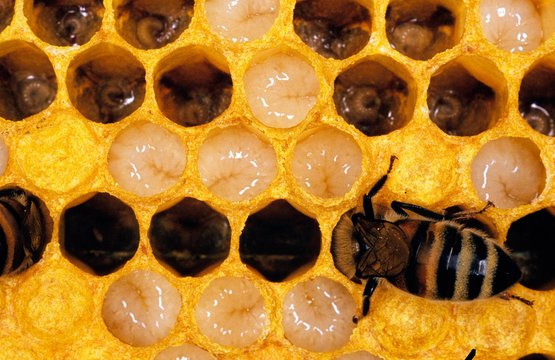 Honey Bee, apis mellifera, Worker looking after Larvae on Brood Comb, Bee Hive in Normandy