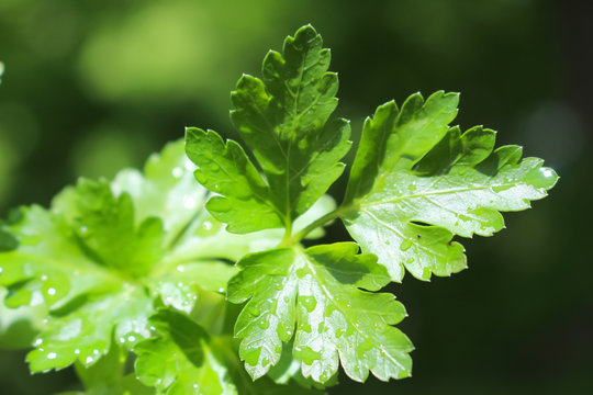 Italian Parsley Plant In A Pot