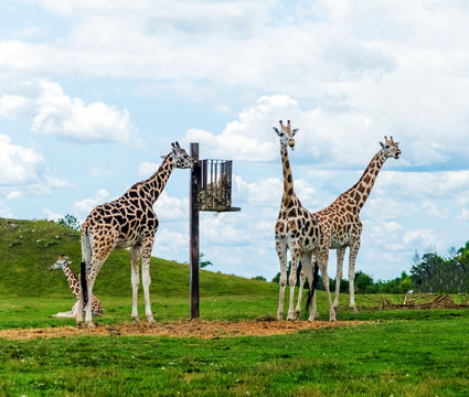 Wild Animal Giraffe Family in Hamilton Lion Safari, Ontario, Canada