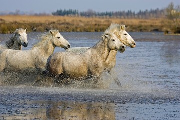 Obraz na płótnie Canvas Camargue Horse, Herd standing in Swamp, Camargue in the South of France