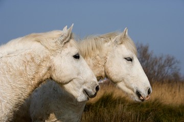 Obraz premium Camargue Horse, Les Saintes Maries de la Mer, Camargue in the South of France