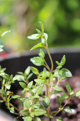 Young thyme plant growing in a pot