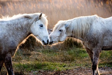 Camargue Horses standing in Swamp, Camargue in the South of France