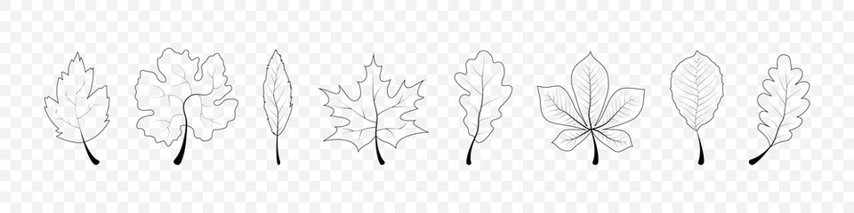 Autumn Leaves. Leaves collection in line design. Leaf vector icons, isolated. Template autumn leaves in linear design. Vector illustration