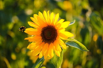 Bee approaching sunflower