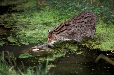 Fishing Cat, prionailurus viverrinus, Adult standing in Water, Fishing