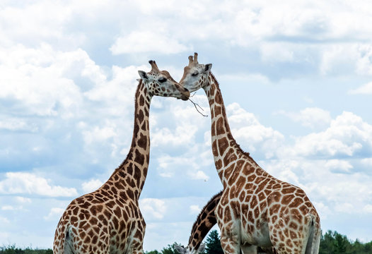 Wild Animal Giraffe Couple in Hamilton Lion Safari, Ontario, Canada