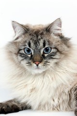 Seal Tabby Point Neva Masquerade Siberian Domestic Cat, Portrait of against White Background