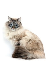 Seal Tabby Point Neva Masquerade Siberian Domestic Cat, Male sitting against White Background