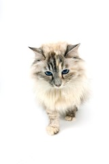 Seal Tabby Point and White Siberian Domestic Cat, Female standing against White Background