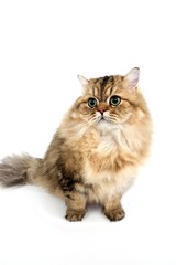 Golden Persian Domestic Cat sitting against White Background