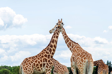 Wild Animal Giraffe Couple in Hamilton Lion Safari, Ontario, Canada