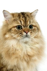 Naklejka na ściany i meble Golden Persian Domestic Cat, Portrait against White Background