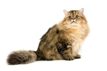 Golden Persian Domestic Cat sitting against White Background
