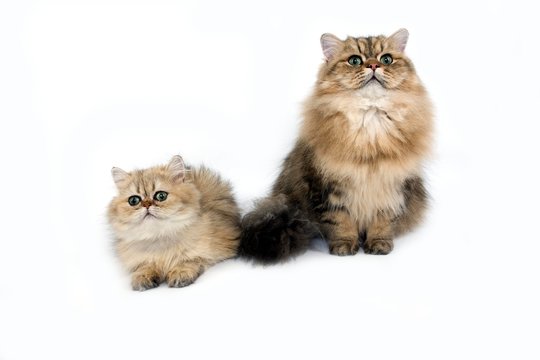Golden Persian Domestic Cat standing against White Background