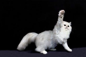 Chinchilla Persian Domestic Cat, Cat playing agaisnt Black Background