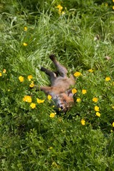 Red Fox, vulpes vulpes, Cub laying down in Flowers, Normandy