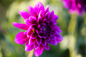 pink Dahlia on field, macro