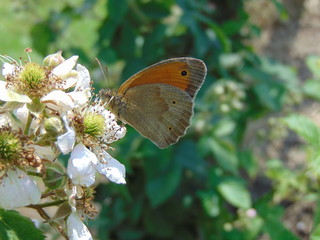 butterfly on a blackberry flower
