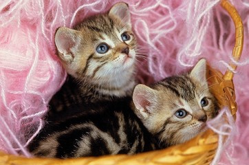 Brown Tabby Domestic Cat, Kittens standing in Basket full of Wool