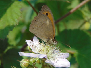 butterfly on a blackberry flower