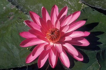 Water Lily Flower