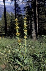 Yellow Gentian, gentiana lutea, French Alps