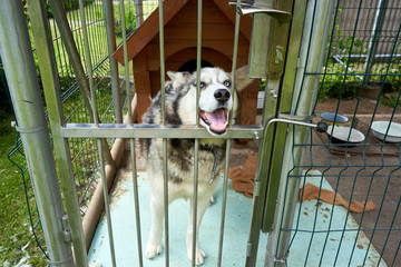 Big dog in cage in the garden